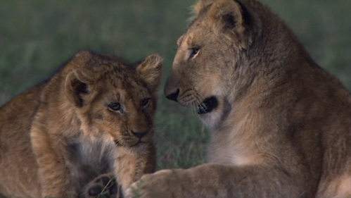  I do like Mara since I like lions but Sita was a great loving mother to her cubs. I actually like them both. <3