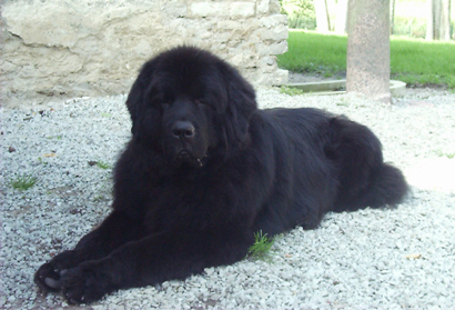  It's a Newfoundland! They're so big and fluffy X3