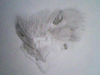I don't know if this is my best, but it's one of my best. It's a peregrine falcon :)