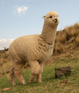  ive never had them but i feel sorry for আপনি :( hope আপনি feel better. this alpaca should cheer আপনি up.