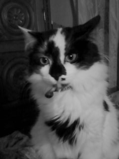  My kittie Tikussa!!! :D