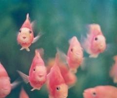  I've been searching for hours but I only found a picture, all it zei that this vis is a roze fish. But they do look cute don't they? XD Sorry if I only found a picture. Maybe no one knows what kind of fishes are these.