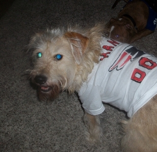This is my dog, Hank wearing a Patriots shirt for the Superbowl, that I created for him. The other dog that you see near him is my brother's pitbull, Tyson who's also wearing a Giants Superbowl shirt (made for dogs) that was store brought.