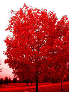  Red~ I প্রণয় the color red very much. I'm fond of just about every shade of red~ So bold and confident.