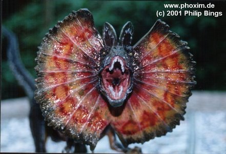  I don't know why but I pag-ibig Dilophosaurus!
