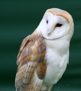  I do his name is Soren and its a celeiro owl :)