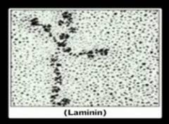  There is evidence, granted scientists say it's coincidence. stamped on every cell of your body is something called laminin. it quite literally holds us together. it's proof that God loves us and is here for us. Here's a picture