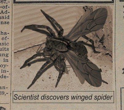 I don't know.

But the question is: how are you gonna run from a spider that has wings? Hm?