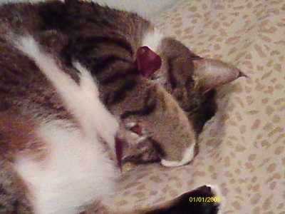  1 of my kitties.... *sigh* till mom got rid of her. pissed me off....