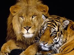  No Blue Girl Lions and mga tigre
