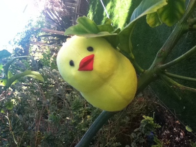 Do plushie pictures count? -smiles- I was bored one day and decided to take a picture of my Gilbird plushie sitting in our tree in the backyard~ 
