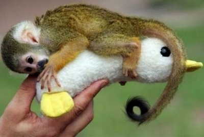 An adorable little squirrel monkey. <3