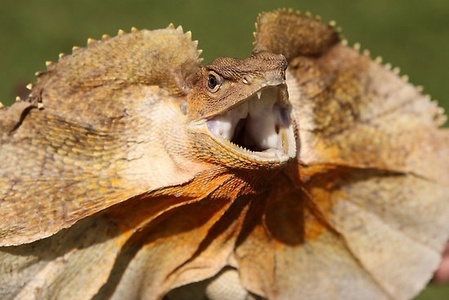  My प्रिय weird animal is the [b]Frill-necked Lizard[/b] I found this छिपकली as a cool and weird animal