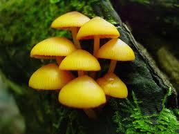  Mushrooms:'3 ♥