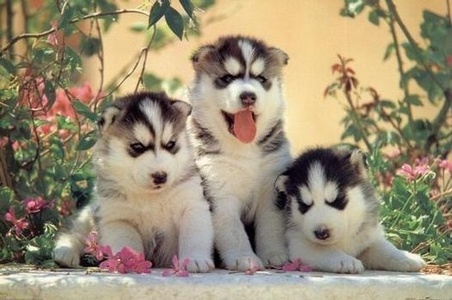 Though I've always wanted a kitten,I have to say puppies. Puppies are cuter in my opinion,especially these babies <3