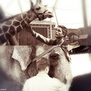 my baby in a scene from WFE.In the top picture he's petting a giraffe and in the bottom picture he's petting Rosie,the elephant(played by Tai)<3