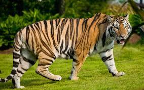  婊子, 子 please. A [b]tiger.[/b] Like what other animal would I want? A saber-toothed cat? Actually I really want a saber-toothed cat now. Anyway...tigers are 更多 manageable.