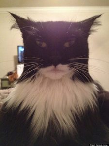  ha ha, no I would not want to become a cat, they only eat meat and they drink out of the toilet, they have to lick themselves clean and so they get فر, سمور balls. but I love them because they are so cool! here is a pic of a very cool cat that just happens to look like batman