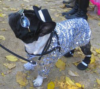  Thriller - dog is absolutely adorable!!! Michael would've lol'd if he had seen it! =D Billie Jean - dog is also looking cool (but can't moonwalk)...