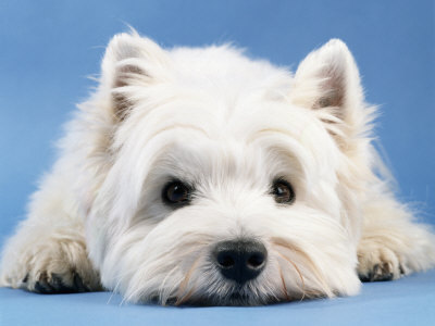 I love all the breeds, but it's definitely Westies for me, they're absolutely adorable. :3 Closely followed by Huskies. :D 