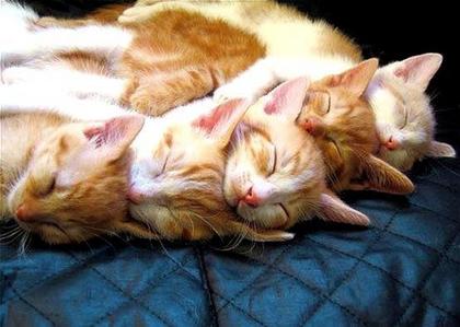 hey , check the link too!

http://www.coolanimalworld.com/wp-content/uploads/2012/07/A-variety-of-cute-cats-sleeping-postures-29.jpg

he he ♥♥♥