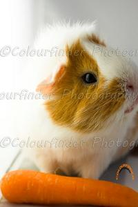  This is my Guinea pig, Hobbes♥