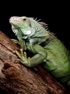  A Iguana that Matthew owns. (my brothers owns one as well) :)