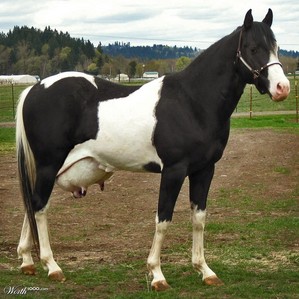 horse crossbred argentina suizo
