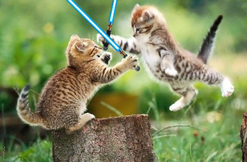  *gasp* Hikari!!! Oh and kitten fight? Ok. But only if lightsabers are involved.