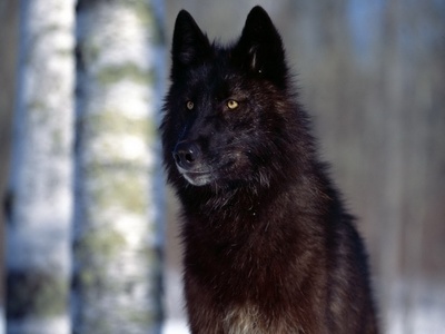  A Werewolf ^•^