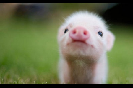  A pig called Niall <3