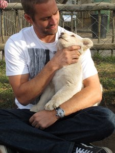  my handsome American hottie,Paul looking at a cute lion cub...awwww<3