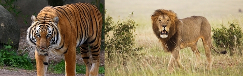  Tigers and Lions are my first 2 favs :)