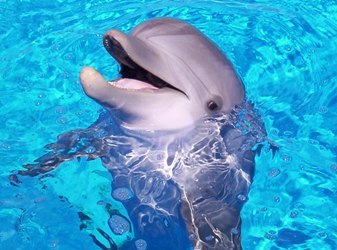 I love dolphins...and cheetahs are a close second<3