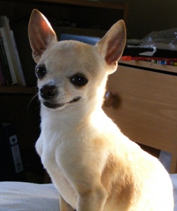  This is Chacha, my little buddy. He is a chihuahua.