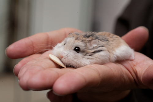 I love all kind of animals but mostly Hamsters <3
