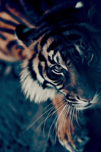  Idk man I really like tigers.
