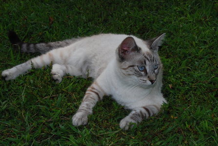  my cat was white with grey siamese markings and big blue eyes. she was beautiful.