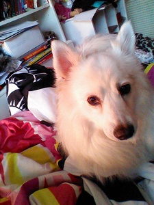  German Spitz, this is Cody, my dog :D
