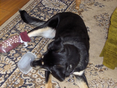  This is my Lindsay Lay - I took it soon after her operation on her hind legs - she was about 9 months old then. She is playing with the empty bowl of her favourite dog खाना - one of the Beneful soups. I had just brought her in and had not had time to take off the MacGyvered booties.