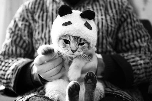  why not have a cat dressed as a panda