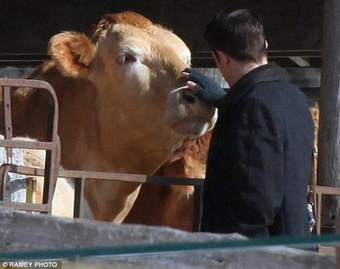 my handsome Robert,from the back,petting a cow<3