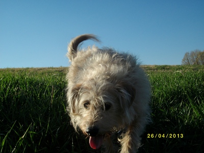  Mixed breed - テリア mix ( my dog, Hank, pic below) Purebred - ラット テリア