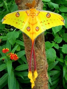 This moth