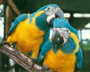  A pair of Blue-Throated Macaws.