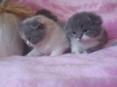I have two Scottish fold kittens they are both one day old and the kitten on the left is puffy and the kitten on the right is sofie they are so cute :)