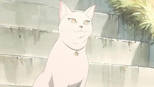  Shijima Kurookano as Miharu's kitty (Nabari no ou) i actually never knew that Shijima was the cat Dx all this time (watching the whole series i never noticed that)