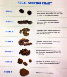  ... ...is it worse that it's a normal affair in my family to rate ur poo? It's completely needed in the medical field and can be used to find all sorts of health problems. zoos and vets alike have a "Fecal Scoring Chart" and they rate the động vật droppings every day. it can be an early warning to some health issues such as over hoặc under hydration.