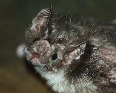  A Vampire Bat ^^