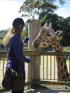  Me in the great outdoors feeding a giraffe! xD It was last 年 though, man I look different...